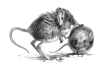 Содержание слоновых прыгунчиков в Московском зоопарке