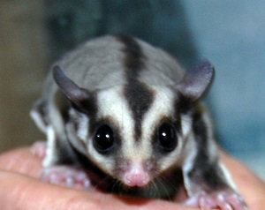 Репродуктивное поведение карликовой сумчатой летяги в условиях неволи, некоторые сравнения с домовым опоссумом