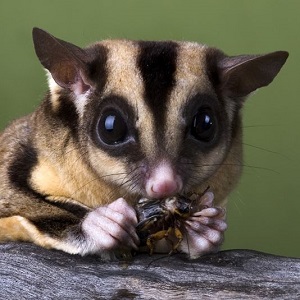 Внутригрупповая социальная организация  карликовых сумчатых летяг в условиях неволи