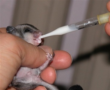 Искусственное выкармливание карликовой сумчатой летяги