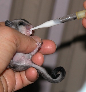 Искусственное выкармливание карликовой сумчатой летяги