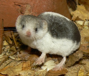 Создание резервной популяции пегого путорака