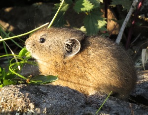 Социодемография поселений туруханских пищух