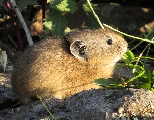 Социодемография поселений туруханских пищух