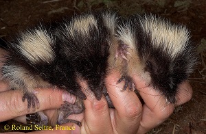 Репродуктивное поведение полосатых тенреков