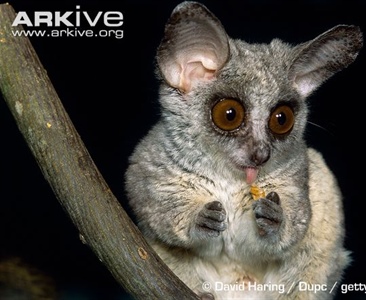 Сенегальский галаго