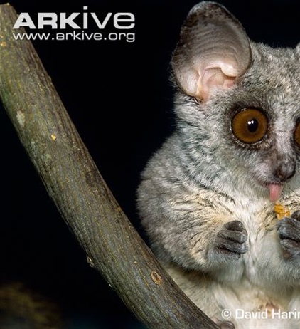 Сенегальский галаго