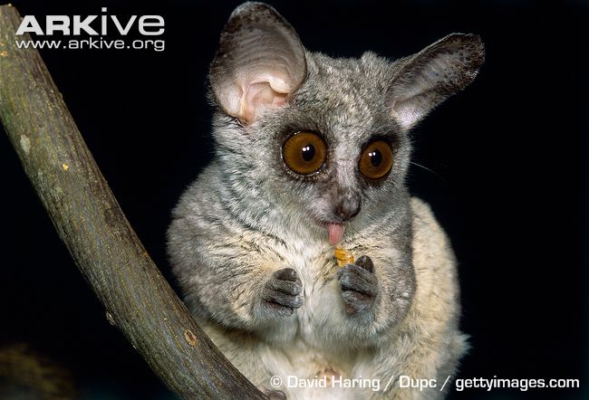 Сенегальский галаго