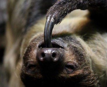 Общительный и сообразительный, как ленивец