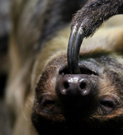 Общительный и сообразительный, как ленивец