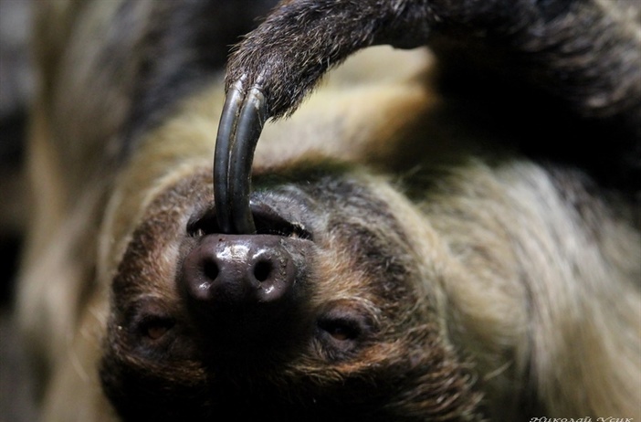 Общительный и сообразительный, как ленивец