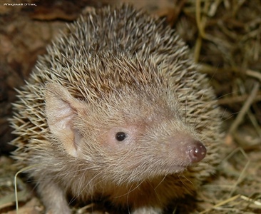 Пост не про ежей!