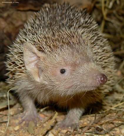 Пост не про ежей!