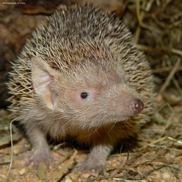 Пост не про ежей!