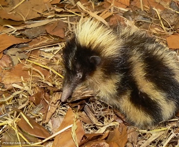 Полосатый тенрек