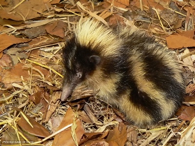 Полосатый тенрек