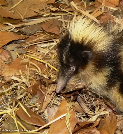 Полосатый тенрек