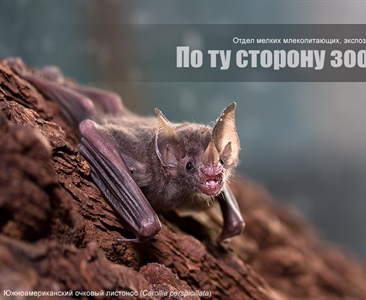 По ту сторону зоопарка