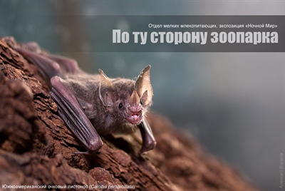 По ту сторону зоопарка