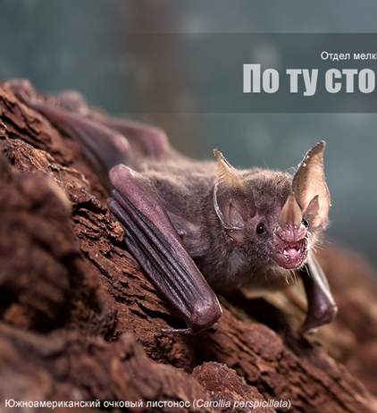 По ту сторону зоопарка