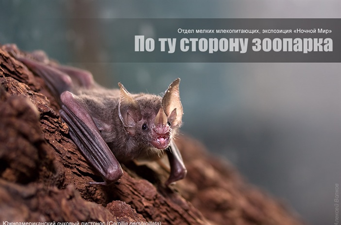 По ту сторону зоопарка