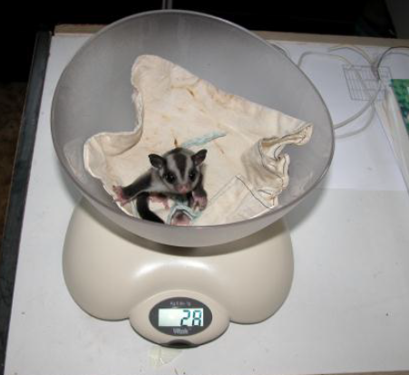 Поведение карликовой сумчатой летяги при содержании в неволе