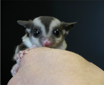 Поведение карликовой сумчатой летяги при содержании в неволе