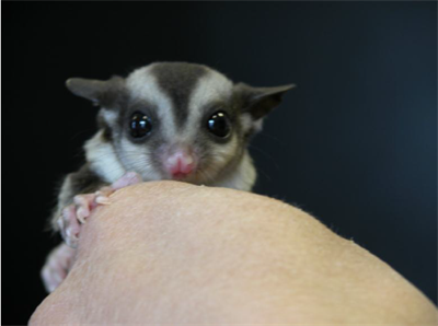 Поведение карликовой сумчатой летяги при содержании в неволе