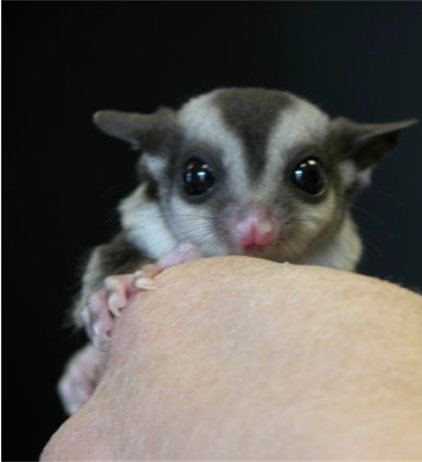 Поведение карликовой сумчатой летяги при содержании в неволе