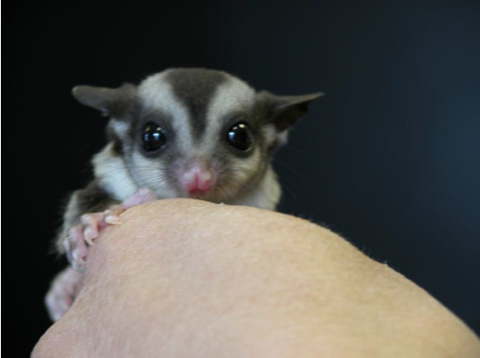 Поведение карликовой сумчатой летяги при содержании в неволе