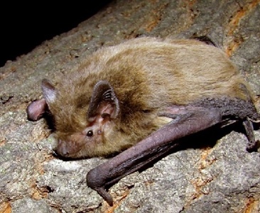 Опыт успешного выращивания троих детенышей самкой лесного нетопыря (Pipistrellus nathusii)