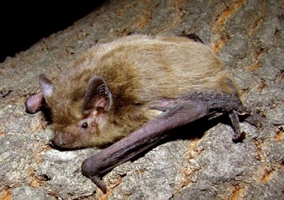 Опыт успешного выращивания троих детенышей самкой лесного нетопыря (Pipistrellus nathusii)