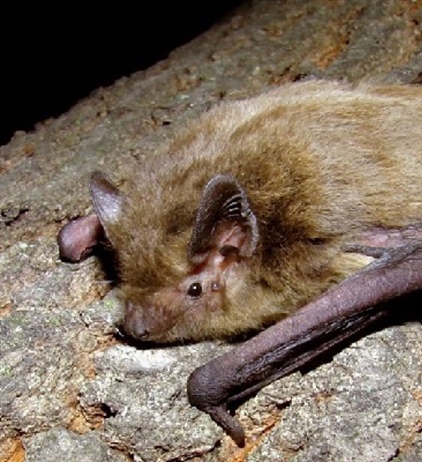 Опыт успешного выращивания троих детенышей самкой лесного нетопыря (Pipistrellus nathusii)