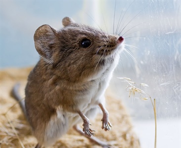 Природа в зоопарках: Слоновый прыгунчик