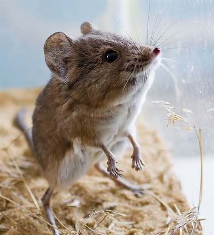 Природа в зоопарках: Слоновый прыгунчик