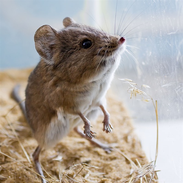 Природа в зоопарках: Слоновый прыгунчик