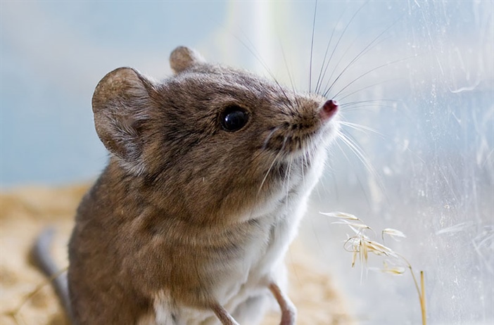 Природа в зоопарках: Слоновый прыгунчик