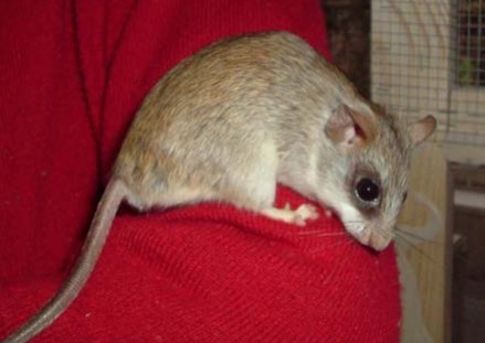 Содержание акациевой крысы