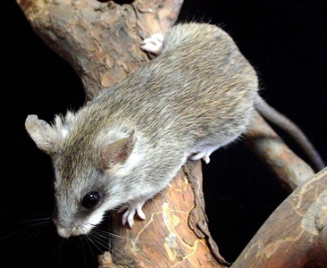 Содержание акациевой крысы