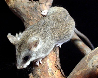 Содержание акациевой крысы