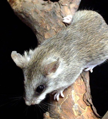 Содержание акациевой крысы