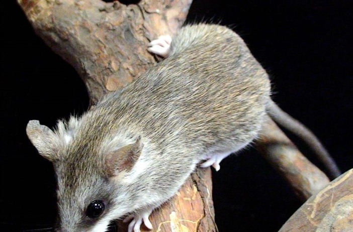 Содержание акациевой крысы