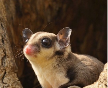 Оцепенение и паттерны активности свободно живущих сумчатых летяг Petaurus breviceps (Marsupialia)