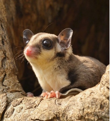 Оцепенение и паттерны активности свободно живущих сумчатых летяг Petaurus breviceps (Marsupialia)