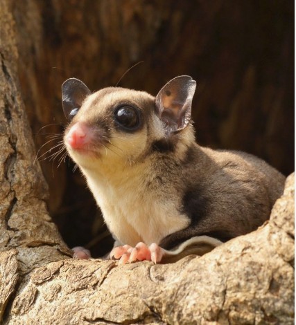 Оцепенение и паттерны активности свободно живущих сумчатых летяг Petaurus breviceps (Marsupialia)