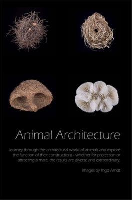 Архитектура животных