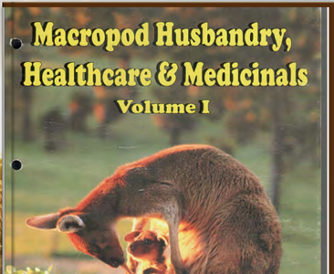 Кенгуровые