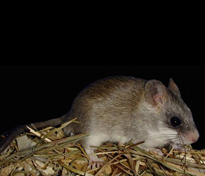 Акациевая крыса