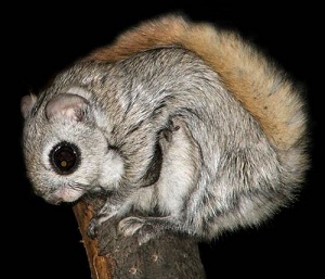 Обыкновенная летяга