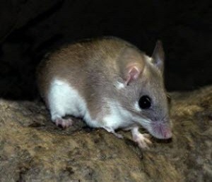 Каирская мышь